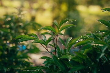 Obraz premium Leafy shrub with fresh dew droplets glistening off of its foliage
