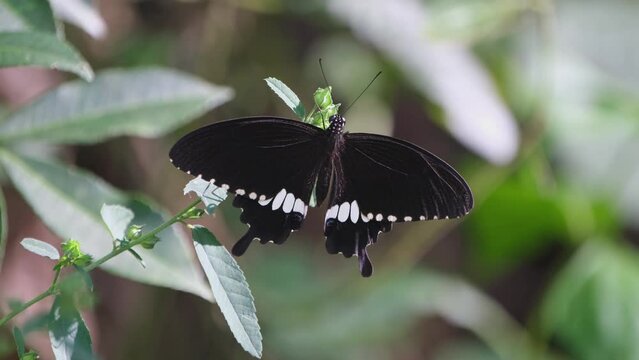 Spreading its wings while resting on top a plant in a dark dense forest, Common Mormon Papilio polytes, Thailand