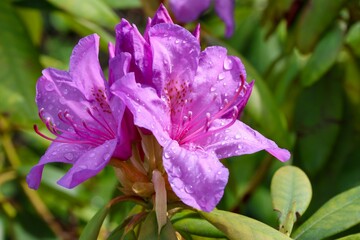 Closeup of purple Rhododendron flowers growing on a green shrub