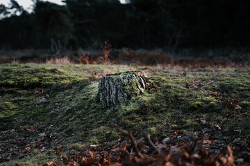 the moss is growing on the ground with the forest in the background