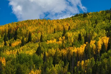 Aerial view of a hill covered in yellowing trees in autumn
