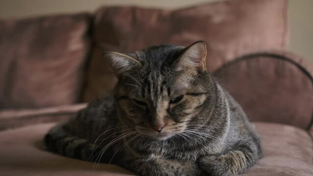 Lovely Domestic Cat Resting Over Couch At Home. Close Up