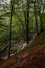 Fototapeta na wymiar Lush, green forest surrounding a waterfall cascading down a rocky slope