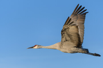 A solitary Sandhill Crane flying in profile, wings fully extended and raised, illuminated in warm...