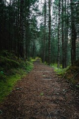 Fototapeta premium Scenic dirt trail winding through a lush forest environment, with abundant vegetation