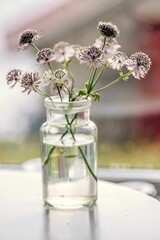 Vase filled with pink Astrantia flowers placed on a wooden table next to a window