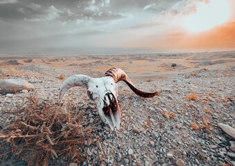 Bovine skull found in the desert near the border of Israel and Jordan - obrazy, fototapety, plakaty