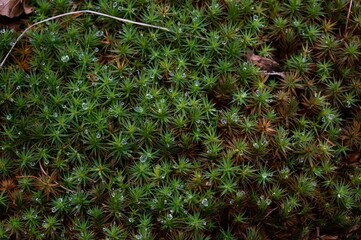 Vibrant landscape featuring lush green peat moss in natural sunlight