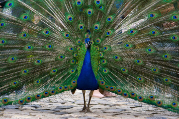 Indian Male Peacock. Peacock - peafowl with open tail, beautiful representative of male in great...