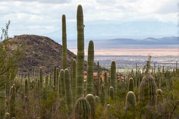 Scenic view of cactus plants growing on rocky terrain with mountains in the background.