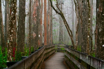 Enchanted walkway through a lush, foggy woodland covered by fog