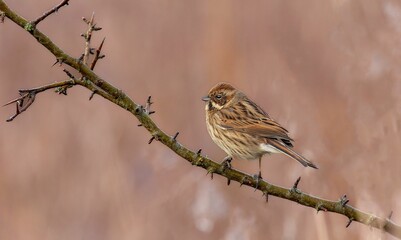 Female Reed Bunting on a branch