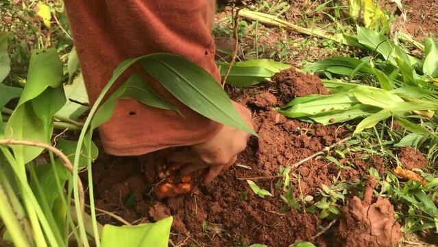 Closeup footage of the hands of a gardener harvesting turmeric (curcuma longa)