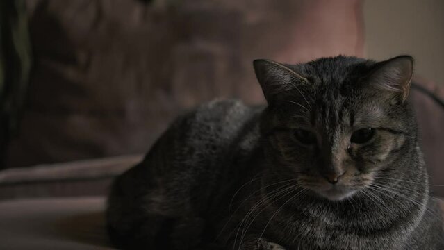 Adorable Tabby Cat Lying Down Indoor. Close Up