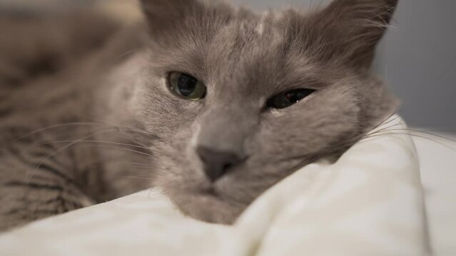 Sleepy and lazy Nebelung cat laying on the bed looking at the viewer moving out of focus.