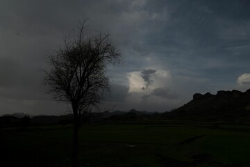 Naklejka na ściany i meble Majestic single tree stands isolated against a backdrop of the mountains in Ibb, Yemen
