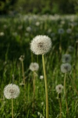 white dandelions blowing in the wind in a grassy area