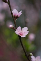 Fototapeta premium Vibrant pink flowers of cherry blossom in the garden
