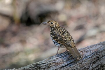 Bassian Thrush perched atop a wooden log in a natural outdoor environment.