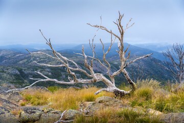 Fototapeta na wymiar Large fallen tree atop a rocky outcrop, extending over the grassy terrain beneath.