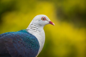 White-headed Pigeon is in the foreground, standing in front of a lush green background