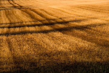arable crop field harvested stubble and tractor shadows