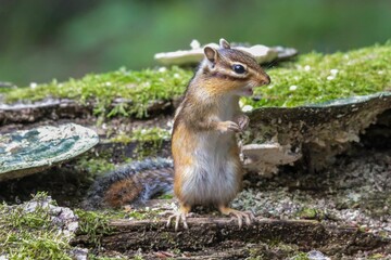 Cheerful-looking squirrel standing on the lush, green mossy ground