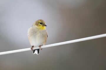 a American Goldfinch Winter Plumage with a blurred background