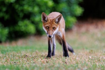 Naklejka na ściany i meble Red fox in a peaceful grassy landscape.