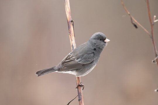 a Dark-eyed Junco perched on a branch with blurred background