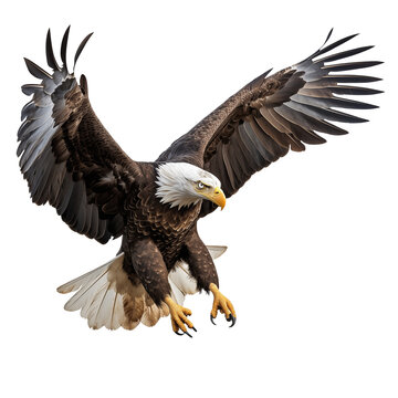 American bald eagle with outstretched wings attacking, big bird of prey flying, landing, hunting. isolated on transparent background