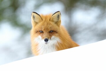 Fototapeta premium Red fox looking directly into the camera with inquisitive eyes