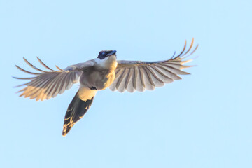 飛翔する美しいオナガ（カラス科）

神奈川県川崎市幸区にて。
2023年10月18日撮影。

Beautiful Azure-winged Magpie in flight.

In Saiwai-ku, Kawasaki City, Kanagawa Prefecture, Japan.
Photo by October 18, 2023.
