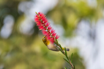 Oriental White-eye on flower