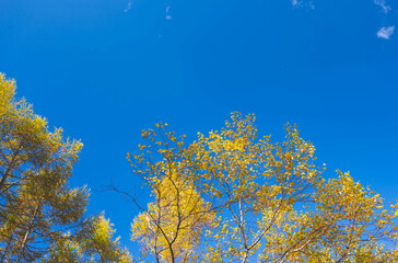 黄色い葉に染まるカラマツと白樺