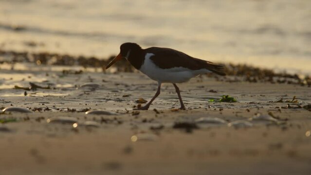 Close up of a Eurasian Oystercatcher in late afternoon walking and probing the sand for food along the beach with gentle waves in the background 