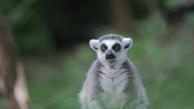 Telephoto cute adorable sad lemur looking into camera, wilderness forest
