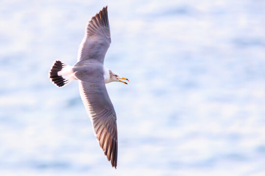 美しい日の出のウミネコ（カモメ科）。

神奈川県中郡大磯町照ヶ崎海岸にて。
2023年10月21日撮影。

A Black-tailed Gull at a beautiful sunrise.

At Terugasaki Beach, Oiso Town, Naka-gun, Kanagawa-pref, Japan,
photo by October 21, 2023.
