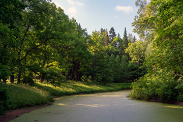 View of an overgrown pond in Pavlovsky Park on a sunny summer day, Pavlovsk, St. Petersburg, Russia