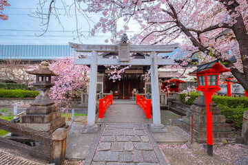 Kyoto, Japan - March 31 2023: Rokusonno shrine built in 963, enshrines MInamota no Tsunemoto the 6th grandson of Emperor Seiwa. It's one of the best cherryblossom viewing spots in Kyoto