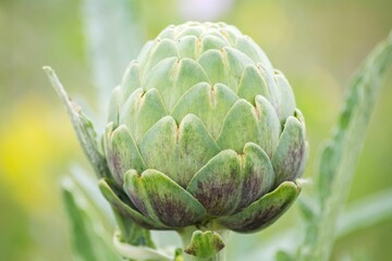 Vibrant artichoke plant growing in a lush garden