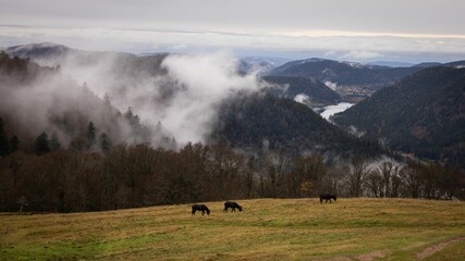 Group of donkeys peacefully grazing in a lush, grassy field in the shadow of majestic mountain peaks