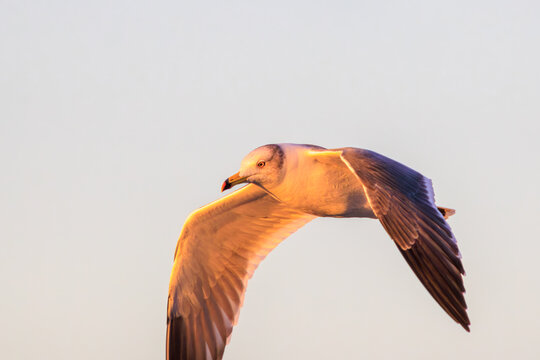 美しい日の出のウミネコ（カモメ科）。

神奈川県中郡大磯町照ヶ崎海岸にて。
2023年10月21日撮影。

A Black-tailed Gull at a beautiful sunrise.

At Terugasaki Beach, Oiso Town, Naka-gun, Kanagawa-pref, Japan,
photo by October 21, 2023.
