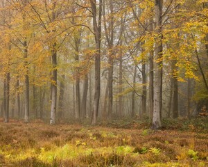 Obraz premium Beautiful shot of a scenic autumn forest on a misty morning