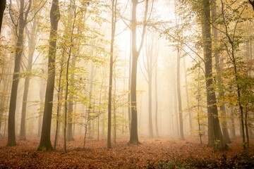 Beautiful shot of a scenic autumn forest on a misty morning