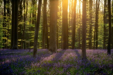 the sun shines through the trees in a forest full of purple flowers