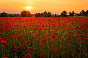 Picturesque landscape featuring a lush field of vibrant poppy blooms