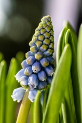 Obraz premium Vertical shot of a common grape hyacinth growing in a garden