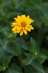 Vibrant yellow flower in the foreground of a tranquil park setting.
