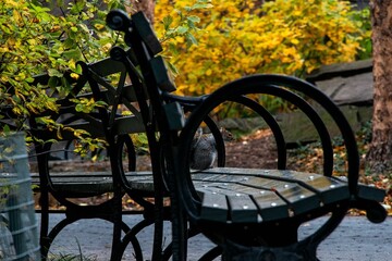 Idyllic outdoor scene featuring two wooden benches situated side by side in a park setting